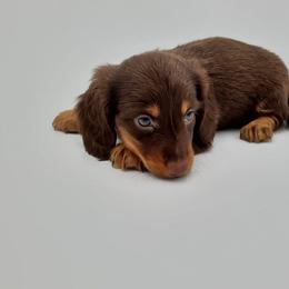 Dachshund Puppies from AKDachshunds