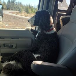 Sheepadoodle Puppies from Sydney Schneider