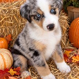 Chaos - male Miniature Australian Shepherd puppy in Godley, Texas from Bradley Kennels