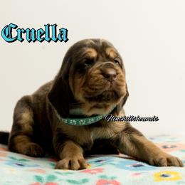 Cruella - Liver and tan female Bloodhound puppy in Wamego, Kansas from Flint Hills Hounds