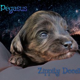Blue - Merle male Goldendoodle puppy in Golden, Colorado from Zippity Doodles