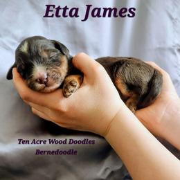 Etta James - Merle female Bernedoodle puppy in Pollock Pines, California from Ten Acre Wood Doodles