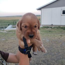 Black girl - Dark golden female Golden Retriever puppy in Merino, Colorado from High Plains Goldens