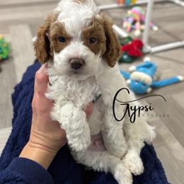 Bernedoodle, Cavalier King Charles Spaniel, Cavapoo, Goldendoodle, and Poodle Puppies from Gypsi Doodles & Poodles LLC.