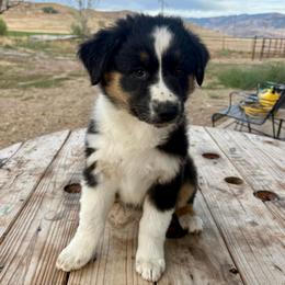 Shelly - Black tri-color female Australian Shepherd puppy in Preston, Idaho from KC Bar Ranch Aussies