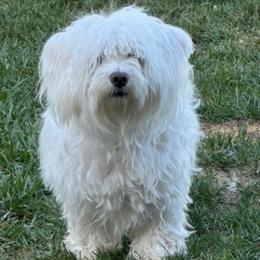Bein - Coton de Tulear