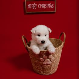 Bear - White male Siberian Husky puppy in Miami, Florida from Blue Moon Huskies