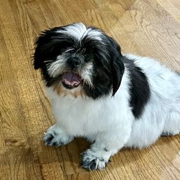 Chloe - Shih Tzu