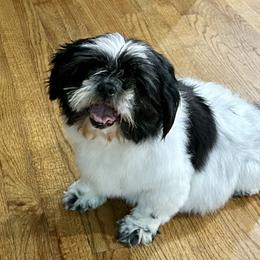 Chloe - Shih Tzu