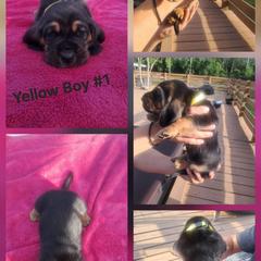Boy 2 - male Basset Hound puppy in Bunnell, Florida from The Rocks Bassets