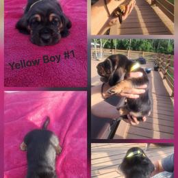 Boy 2 - male Basset Hound puppy in Bunnell, Florida from The Rocks Bassets