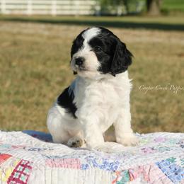 Hilda - female Cockapoo puppy in Lowry City, Missouri from Cooper Creek Puppies