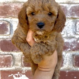 Hunter - Red male Cavapoo puppy in Redding, California from Lipscomb Doodles