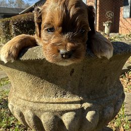 Aussiedoodle and Cockapoo Puppies from Sassy Bob’s Designer Dogs
