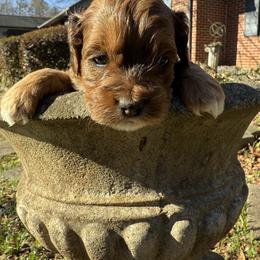 Aussiedoodle and Cockapoo Puppies from Sassy Bob’s Designer Dogs