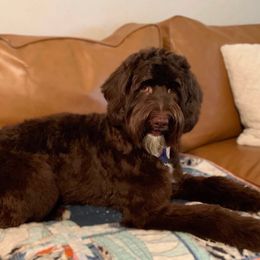 Australian Labradoodles from Little Farmstead Labradoodles