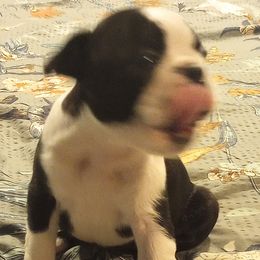 Boston Terrier Puppies from Lotus Life Puppies