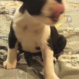 Boston Terrier Puppies from Lotus Life Puppies
