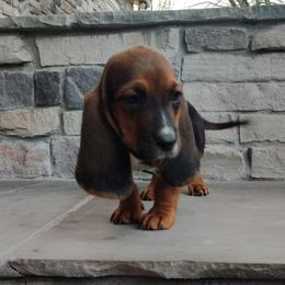 Rocky - Black brown and white male Basset Hound puppy in Newton Grove, North Carolina from MGA Basset Hound