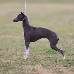 Nancy - Italian Greyhound