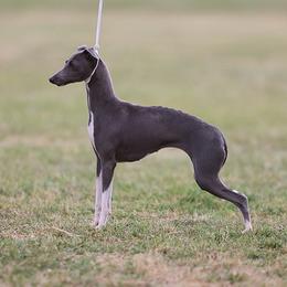 Nancy - Italian Greyhound