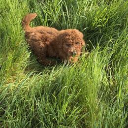Yellow - Apricot male Labradoodle puppy in Shingle Springs, California from California Double Doodles