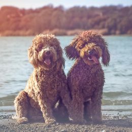 Bernedoodles and Goldendoodles from ATX Delightful Doodles