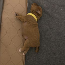 Schnoodle Puppies from Noodle Tings Puppies