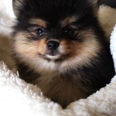 Adkpom Daphne - Black and tan female Pomeranian puppy in Gloversville, New York from ADKPOM Adirondack Pomeranians