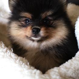 Adkpom Daphne - Black and tan female Pomeranian puppy in Gloversville, New York from ADKPOM Adirondack Pomeranians
