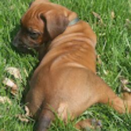 Rhodesian Ridgeback Puppies from Lower Ridge Farm