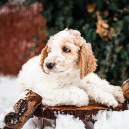 "Gouda" Bearded Retriever, Bernedoodle, and Poodle Puppies from Doodle Belle Puppy