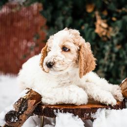 "Gouda" Bearded Retriever, Bernedoodle, and Poodle Puppies from Doodle Belle Puppy