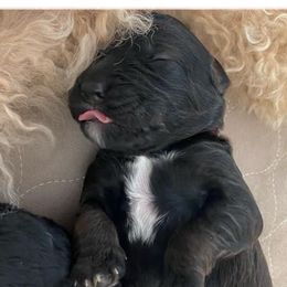 Double Doodles and Goldendoodles from Ohio Designer Doodles