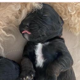 Double Doodles and Goldendoodles from Ohio Designer Doodles