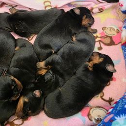 Individual pictures coming soon - Black and mahogany female Rottweiler puppy in Cottage Grove, Oregon from Divine Rottweilers