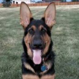 German Shepherds from Gallatin Valley German Shepherds