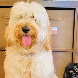 Goldendoodles from Pawlydoodles