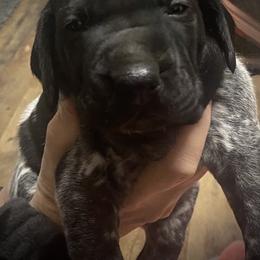 Puppy 2 pink collar - Black roan female German Shorthaired Pointer puppy in Hardeman County, Tennessee from Howell Farm GSP