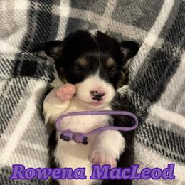 Rowena MacLeod - Black and tan female Pembroke Welsh Corgi puppy in Olathe, Colorado from Rocking LJ Breeding