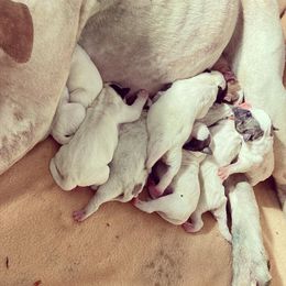 American Bulldog Puppies from Best Buds American Bulldogs