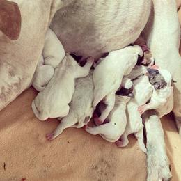 American Bulldog Puppies from Best Buds American Bulldogs