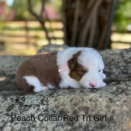 Peach Collar - Red & white female Australian Shepherd puppy in Stayton, Oregon from Russell Ranch Aussies