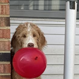 Bordoodle and Labradoodle Puppies from Howdy Doodles