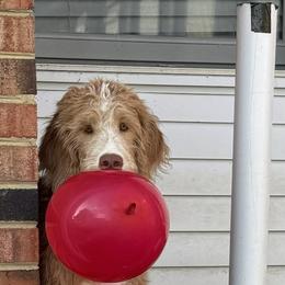 Bordoodle and Labradoodle Puppies from Howdy Doodles