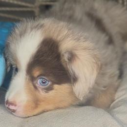 Sammie - Red merle male Aussiedoodle puppy in Lincoln, California from Pasta Puppies Doodles