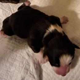 Spider - Black tri-color male Australian Shepherd puppy in Albany, Oregon from Red Cloud Australian Shepherds and DeGray Great Danes & Bulldogs