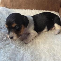 Cookie - Piebald female Dachshund puppy in Buckeye, Arizona from Duran Dachshunds