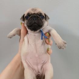 Ellie Mia - Fawn female Pug puppy in Auburn, Kentucky from Prentice Family Pugs