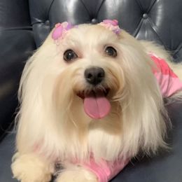 Blanquita - Havanese